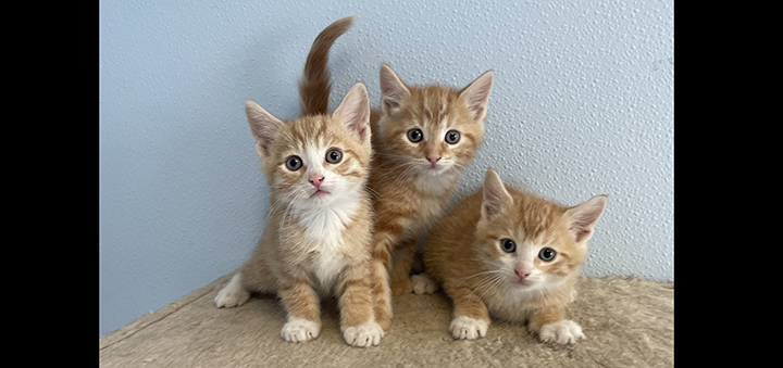 Chenango SPCA seeks foster families as kitten season begins